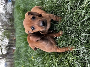 Vând cățeluși teckel  - imagine 2