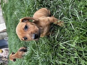 Vând cățeluși teckel  - imagine 3