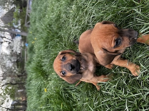 Vând cățeluși teckel  - imagine 4