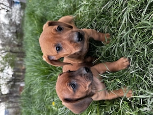 Vând cățeluși teckel 