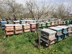 Vând familii de albine cu tot cu cutii 1  1 pe 10 rame cu tot cu magazii 1 2 si rame crescute.  - imagine 2