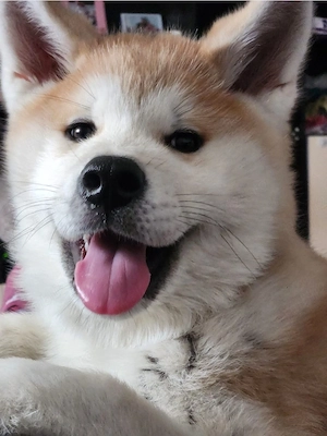 Akita Inu Japonez mascul 5 luni