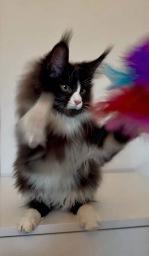 Maine Coon cu pedigree