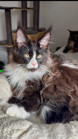 Maine Coon cu pedigree - imagine 3