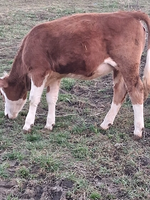 vand vitei baltati - imagine 3