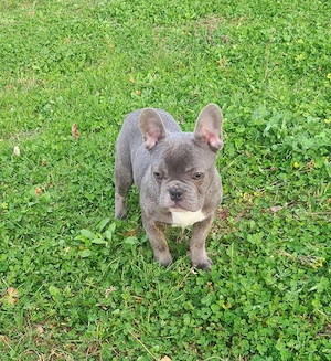 Bulldog Francez cu Pedigree FCI - imagine 5