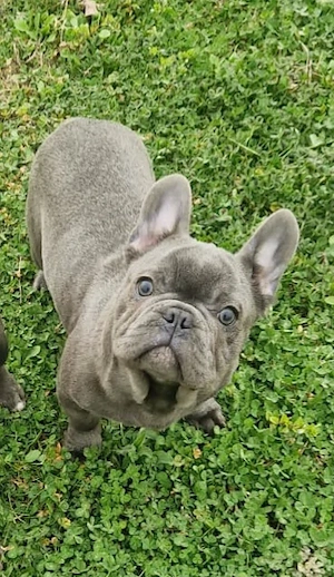 Bulldog Francez cu Pedigree FCI