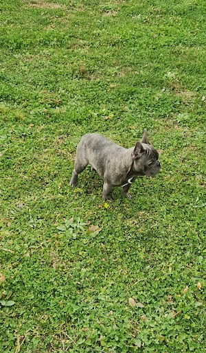 Bulldog Francez cu Pedigree FCI - imagine 2