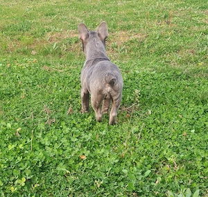 Bulldog Francez cu Pedigree FCI - imagine 4