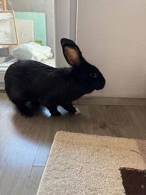 Vând iepuri - imagine 4