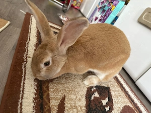 Vând iepuri - imagine 3