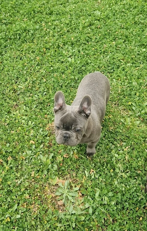 Bulldog Francez cu Pedigree FCI - imagine 3