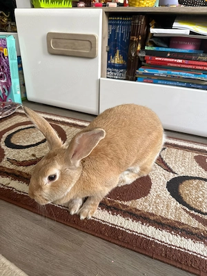 Vând iepuri - imagine 2