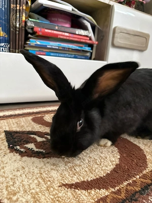 Vând iepuri - imagine 5