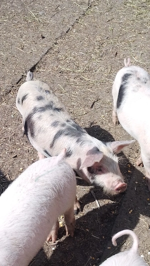 vind porci  și purcei  - imagine 3