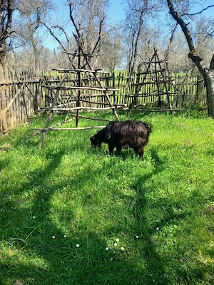vand capra tanara cu lapte