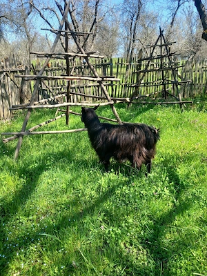 vand capra tanara cu lapte - imagine 2