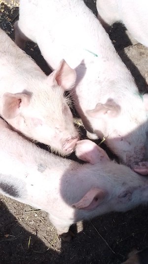 vind porci  și purcei  - imagine 2