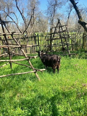 vand capra tanara cu lapte - imagine 3