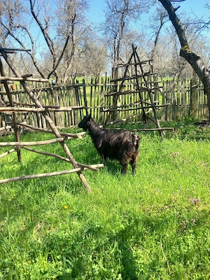 vand capra tanara cu lapte - imagine 4