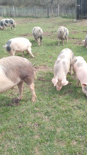 vind porci  și purcei  - imagine 4