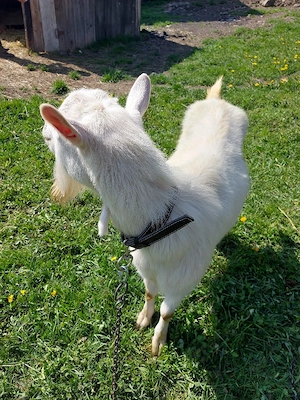 vand capra sanen - imagine 3