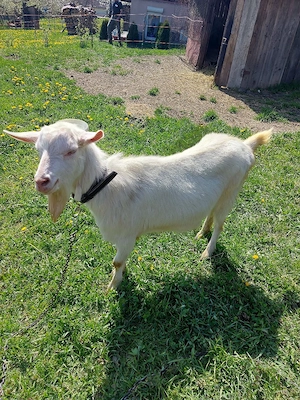 vand capra sanen - imagine 4