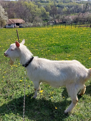 vand capra sanen - imagine 2