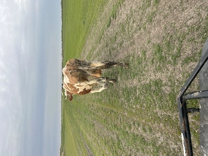 Vând vaca cu lapte   fătată de 3săptămâni  - imagine 2