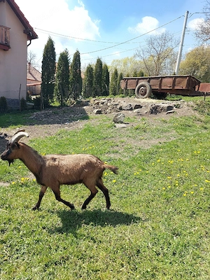 vand tap alpin francez - imagine 3