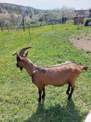 vand tap alpin francez - imagine 4