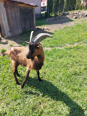 vand tap alpin francez - imagine 2