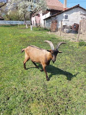 vand tap alpin francez - imagine 5