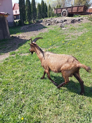 vand tap alpin francez