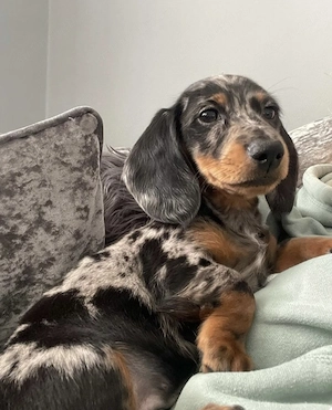 Teckel arlechin mascul