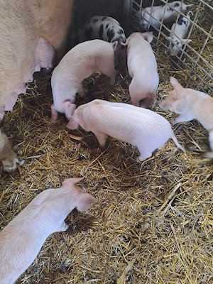 Vând purcei  - imagine 2