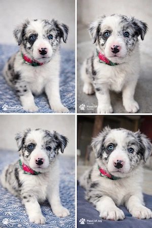 Pui Border Collie cu Pedigree UCHR