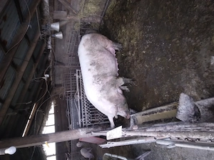 Vând scroafa pentru sacrificat 