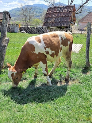 Vând doi vitei!  - imagine 5