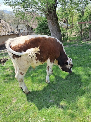 Vând doi vitei!  - imagine 2