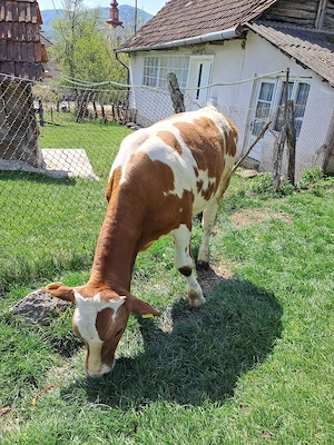 Vând doi vitei!  - imagine 4