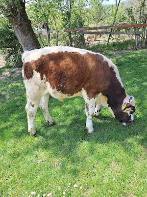 Vând doi vitei!  - imagine 3