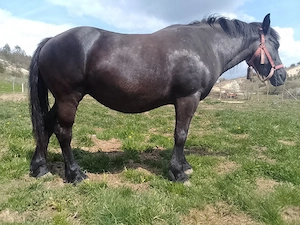 își caută stapin  - imagine 2