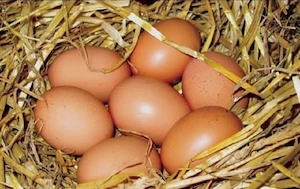 Ouă proaspete de casă