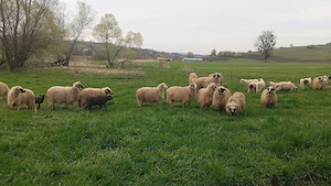 Vând oi cu miei - imagine 2