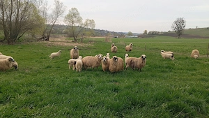 Vând oi cu miei - imagine 3