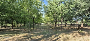 Teren Dorobanți, Arad   2176 mp, deschidere 22 ml, utilități, cadru natural cu stejari