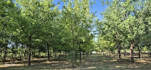 Teren Dorobanți, Arad   2176 mp, deschidere 22 ml, utilități, cadru natural cu stejari - imagine 2