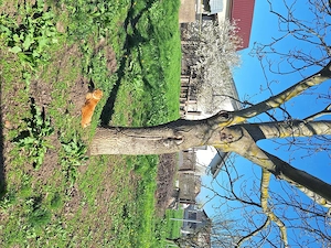 Casă de vânzare Comuna Grădiștea - imagine 6