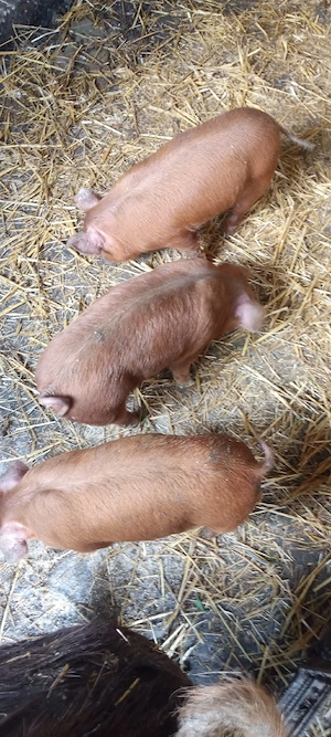 vand purcei - imagine 2